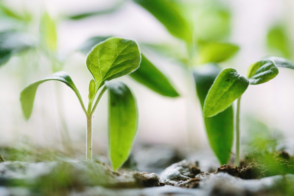 Imagen de brotes de plantas para ilustrar el artículo:Fomentar el Intraemprendimiento en tu empresa con la metodología Lean Startup de BIPLAZA consultoría y asesoría de empresas en Canarias