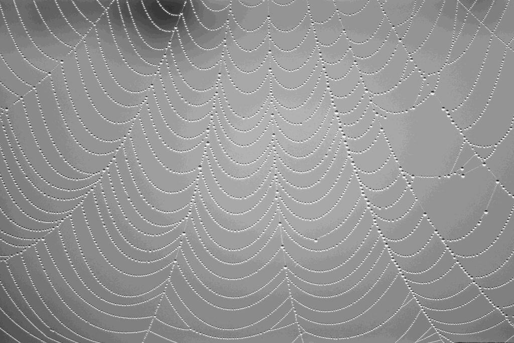 Imagen de una red natural de araña, para ilistrar el artículo Jerarquías vs. Redes. Rediseña tu organigrama empresarial para ser más ágil de BIPLAZA, asesoría y consultoria de empresas en Canarias