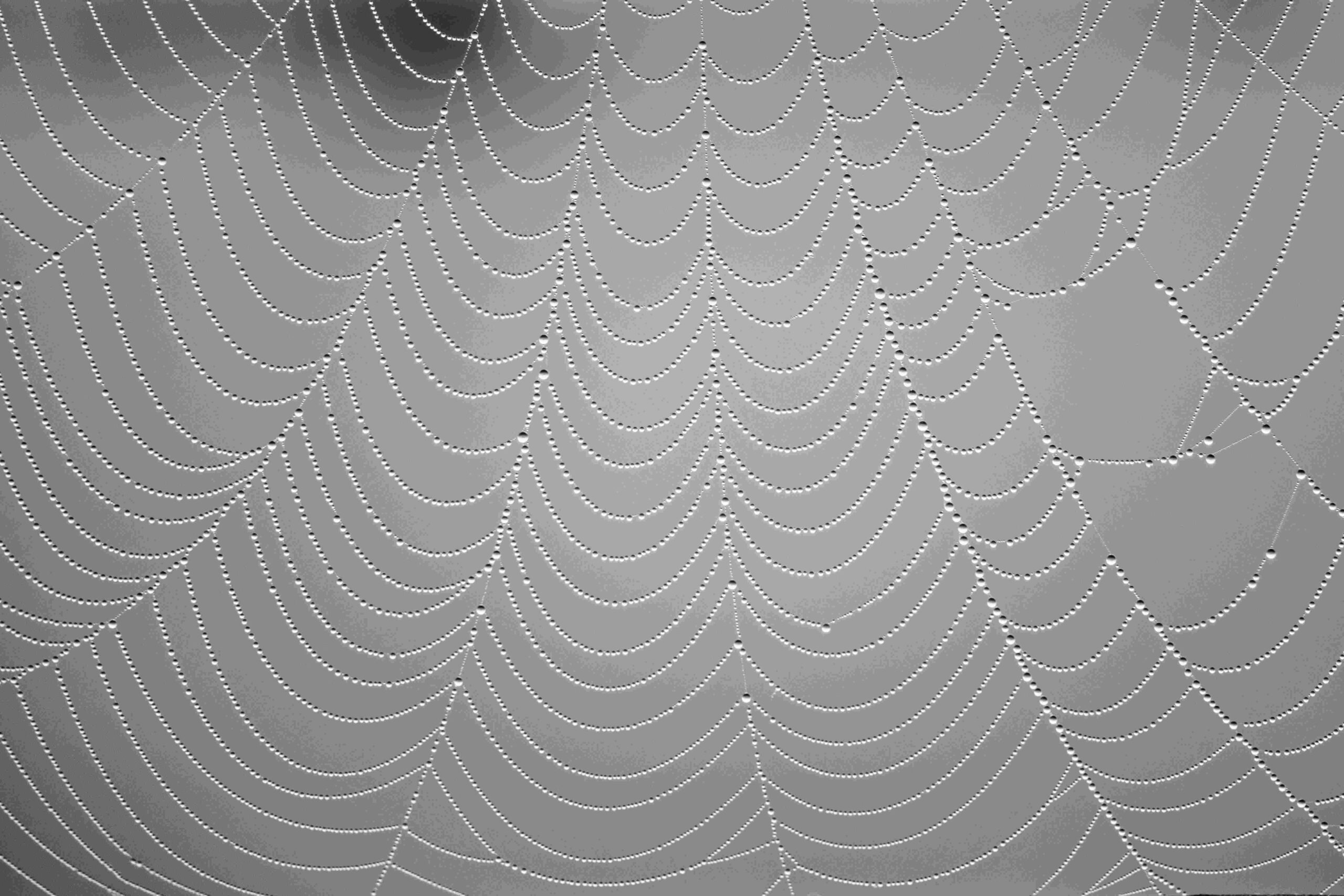 Imagen de una red natural de araña, para ilistrar el artículo Jerarquías vs. Redes. Rediseña tu organigrama empresarial para ser más ágil de BIPLAZA, asesoría y consultoria de empresas en Canarias